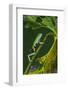 Agua Rica Leaf Frog, Ecuador-Pete Oxford-Framed Photographic Print