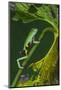 Agua Rica Leaf Frog, Ecuador-Pete Oxford-Mounted Photographic Print