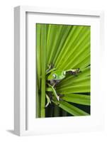 Agua Rica Leaf Frog, Ecuador-Pete Oxford-Framed Photographic Print