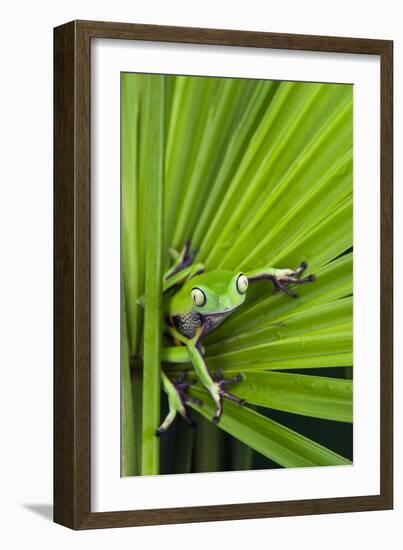 Agua Rica Leaf Frog, Ecuador-Pete Oxford-Framed Photographic Print