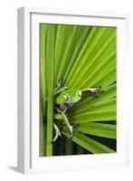 Agua Rica Leaf Frog, Ecuador-Pete Oxford-Framed Photographic Print