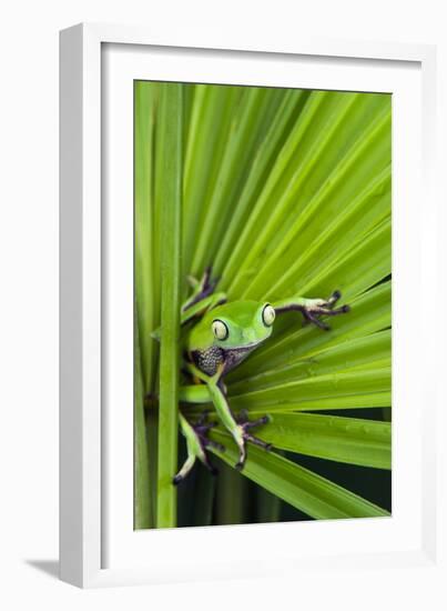 Agua Rica Leaf Frog, Ecuador-Pete Oxford-Framed Photographic Print