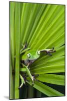 Agua Rica Leaf Frog, Ecuador-Pete Oxford-Mounted Photographic Print