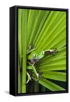 Agua Rica Leaf Frog, Ecuador-Pete Oxford-Framed Stretched Canvas