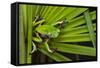 Agua Rica Leaf Frog, Ecuador-Pete Oxford-Framed Stretched Canvas