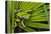 Agua Rica Leaf Frog, Ecuador-Pete Oxford-Stretched Canvas