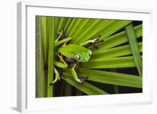 Agua Rica Leaf Frog, Ecuador-Pete Oxford-Framed Photographic Print