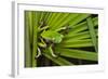 Agua Rica Leaf Frog, Ecuador-Pete Oxford-Framed Photographic Print