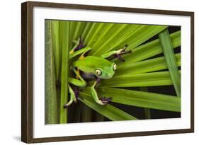 Agua Rica Leaf Frog, Ecuador-Pete Oxford-Framed Photographic Print