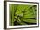 Agua Rica Leaf Frog, Ecuador-Pete Oxford-Framed Photographic Print