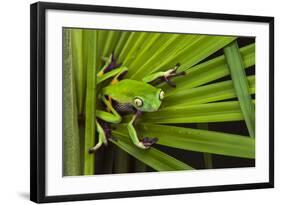 Agua Rica Leaf Frog, Ecuador-Pete Oxford-Framed Photographic Print