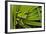 Agua Rica Leaf Frog, Ecuador-Pete Oxford-Framed Photographic Print