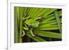 Agua Rica Leaf Frog, Ecuador-Pete Oxford-Framed Photographic Print