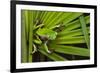 Agua Rica Leaf Frog, Ecuador-Pete Oxford-Framed Photographic Print