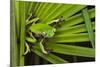 Agua Rica Leaf Frog, Ecuador-Pete Oxford-Mounted Photographic Print