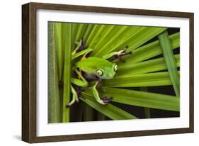 Agua Rica Leaf Frog, Ecuador-Pete Oxford-Framed Photographic Print