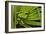 Agua Rica Leaf Frog, Ecuador-Pete Oxford-Framed Photographic Print