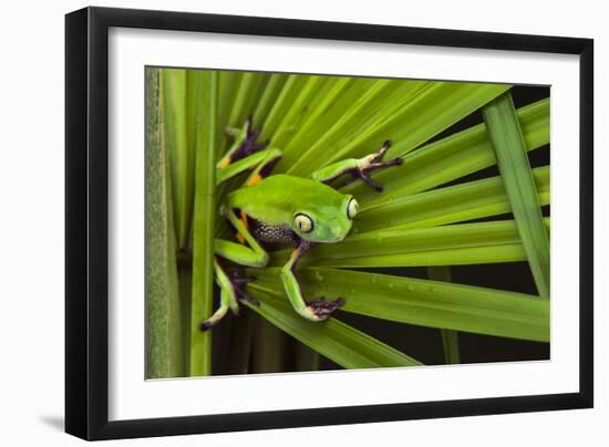 Agua Rica Leaf Frog, Ecuador-Pete Oxford-Framed Photographic Print