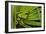 Agua Rica Leaf Frog, Ecuador-Pete Oxford-Framed Photographic Print