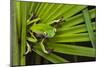 Agua Rica Leaf Frog, Ecuador-Pete Oxford-Mounted Photographic Print