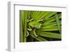 Agua Rica Leaf Frog, Ecuador-Pete Oxford-Framed Photographic Print