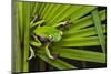 Agua Rica Leaf Frog, Ecuador-Pete Oxford-Mounted Photographic Print