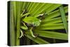 Agua Rica Leaf Frog, Ecuador-Pete Oxford-Stretched Canvas