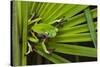 Agua Rica Leaf Frog, Ecuador-Pete Oxford-Stretched Canvas