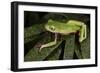 Agua Rica Leaf Frog, Ecuador-Pete Oxford-Framed Photographic Print