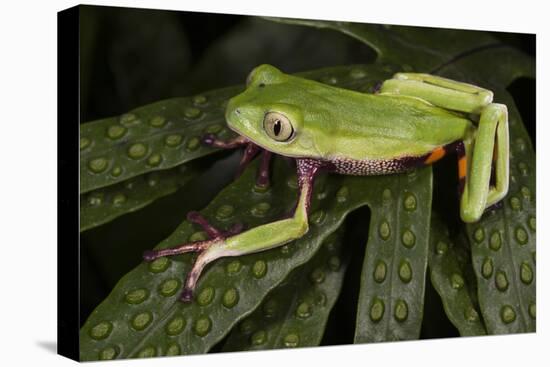 Agua Rica Leaf Frog, Ecuador-Pete Oxford-Stretched Canvas