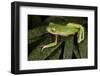 Agua Rica Leaf Frog, Ecuador-Pete Oxford-Framed Photographic Print