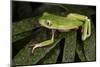 Agua Rica Leaf Frog, Ecuador-Pete Oxford-Mounted Photographic Print