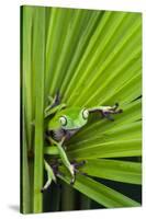 Agua Rica Leaf Frog, Ecuador-Pete Oxford-Stretched Canvas