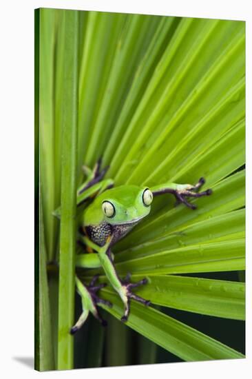 Agua Rica Leaf Frog, Ecuador-Pete Oxford-Stretched Canvas
