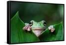 Canvas Black