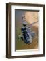 AH-64D Apache Longbow-null-Framed Premium Giclee Print