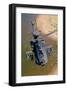 AH-64D Apache Longbow-null-Framed Art Print