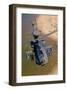 AH-64D Apache Longbow-null-Framed Art Print