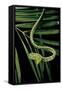 Ahaetulla Prasina (Asian Long-Nosed Tree Snake)-Paul Starosta-Framed Stretched Canvas