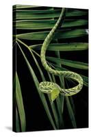 Ahaetulla Prasina (Asian Long-Nosed Tree Snake)-Paul Starosta-Stretched Canvas