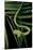 Ahaetulla Prasina (Asian Long-Nosed Tree Snake)-Paul Starosta-Mounted Photographic Print