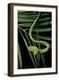 Ahaetulla Prasina (Asian Long-Nosed Tree Snake)-Paul Starosta-Framed Photographic Print