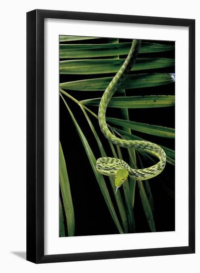 Ahaetulla Prasina (Asian Long-Nosed Tree Snake)-Paul Starosta-Framed Photographic Print