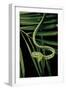 Ahaetulla Prasina (Asian Long-Nosed Tree Snake)-Paul Starosta-Framed Photographic Print