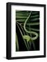 Ahaetulla Prasina (Asian Long-Nosed Tree Snake)-Paul Starosta-Framed Photographic Print