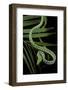 Ahaetulla Prasina (Asian Long-Nosed Tree Snake)-Paul Starosta-Framed Photographic Print