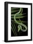 Ahaetulla Prasina (Asian Long-Nosed Tree Snake)-Paul Starosta-Framed Photographic Print