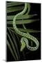 Ahaetulla Prasina (Asian Long-Nosed Tree Snake)-Paul Starosta-Mounted Photographic Print