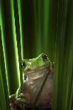 Green Frog-Ahmad Gafuri-Stretched Canvas