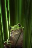 Green Frog-Ahmad Gafuri-Mounted Photographic Print